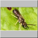 Halictus tumulorum - Furchenbiene m01a 7mm Tongrube OS-Wallenhorst.jpg